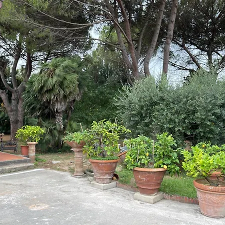 Il Piccolino Daire